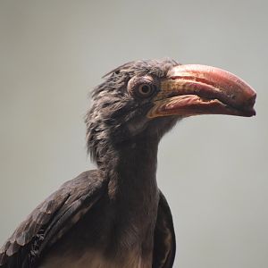 Crowned hornbill