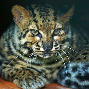 Marbled Cat,  Rescue Center No.1