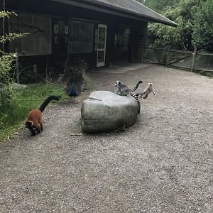 Lemur and Peacock disagreement (7/6/25)