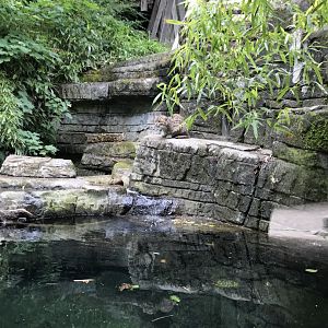 Fishing Cat (Prionailurus viverrinus) (7/6/25)