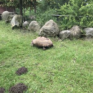 African Spurred Tortoise (Centrochelys sculcata) (7/6/25)
