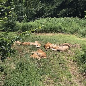 Katanga Lions (P.l. bleyenberghi = melanochiata) (7/6/25)