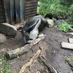 Giant Anteater (Myrmecophaga tridactyla) (7/6/25)