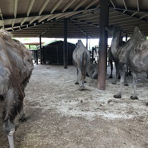 Bactrian Camels (Camelus bactrianus) (7/6/25)