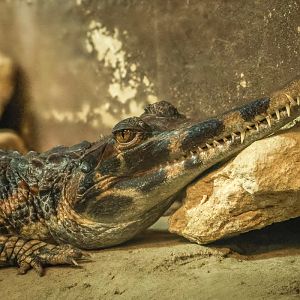 False gharial : Crocodiles of the World : 04 Jul 2025