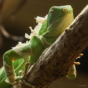 Lau banded iguana : Crocodiles of the World : 04 Jul 2025