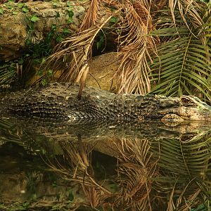 Black caiman : Crocodiles of the World : 04 Jul 2025