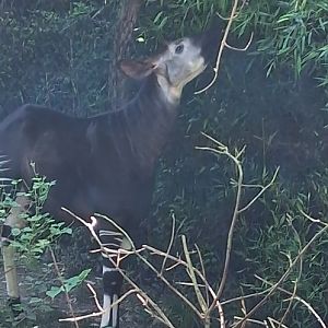 Okapi looking at bamboo leaves to eat at the cincinnati