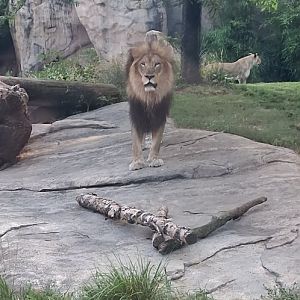 John the African lion starring at me at the cincinnati zoo