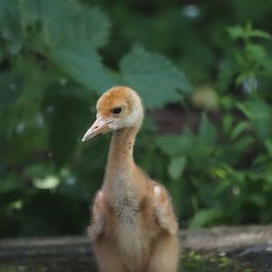 Red-Crowned Crane Chick