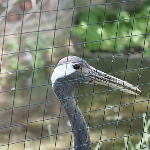 Adult Red-Crowned Crane