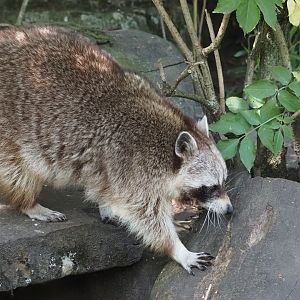 Northern Raccoon 1