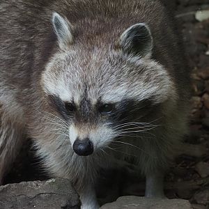 Northern Raccoon 2
