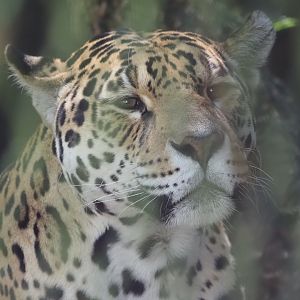 Jaguar 1