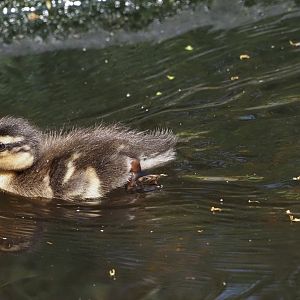 Mallard Duckling (Wild)