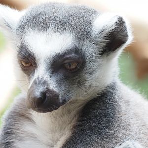 Ring-Tailed Lemur