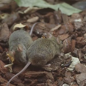 House Mice (Wild)