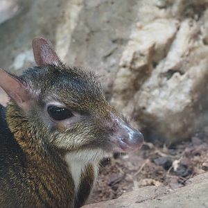Java Mouse Deer
