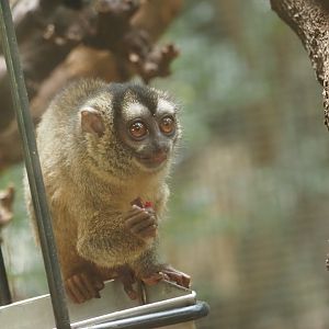 Gray-Handed Night Monkey