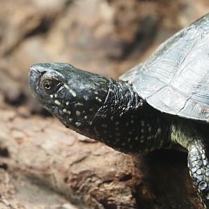 European Pond Turtle