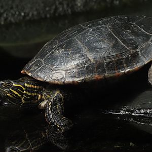 Painted Turtle