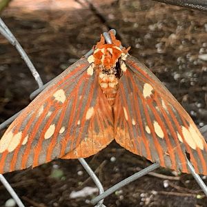 Regal Moth (Citheronia regalis)