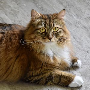 Siberian Forest Cat - "Mittens"