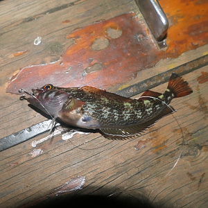 Variable Triplefin (Forsterygion varium)