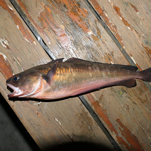 Australian Red Cod (Pseudophycis palmata)