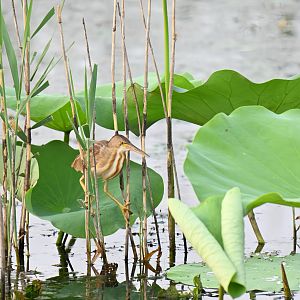 Yellow bittern (Botaurus sinensis)