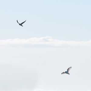 Peregrine Falcon and Eastern Barn Owl
