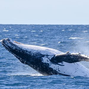 Humpback Whale