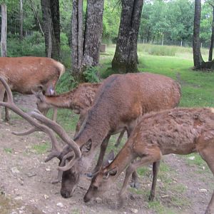 Red deer (Cervus elaphus)