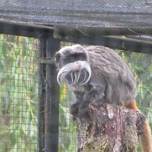 Emperor tamarin (Saguinus imperator)