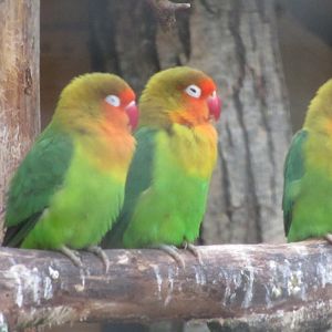 Fischer's lovebird (Agapornis fischeri)