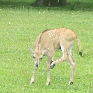 Common eland (Tragelaphus oryx)