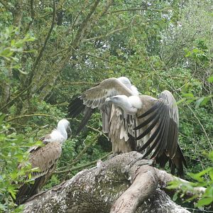 Western Eurasian griffon vulture (Gyps fulvus fulvus)
