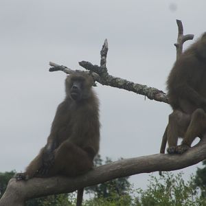 Western baboon (Papio papio)