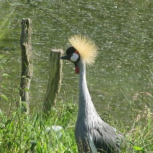 Grey crowned crane (Balearica regulorum)