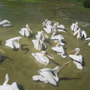 Dalmatian pelican (Pelecanus crispus)