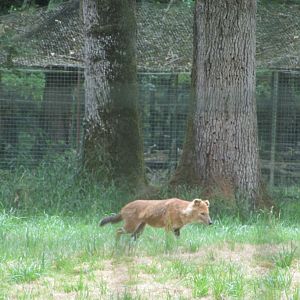 Chinese dhole (Cuon alpinus lepturus)