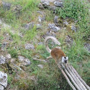 Black lemur (Eulemur macaco)
