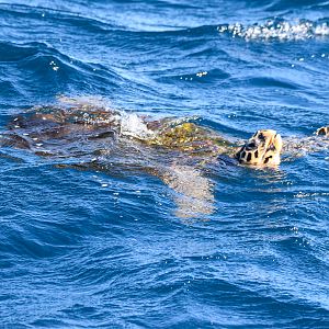 Hawksbill Turtle