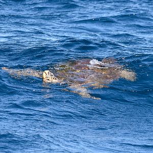 Hawksbill Turtle