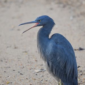 Pacific Reef Heron