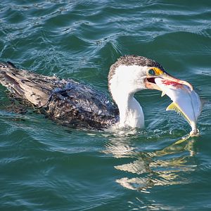 Pied Cormorant with fish