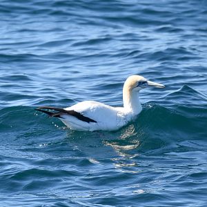 Australasian Gannet