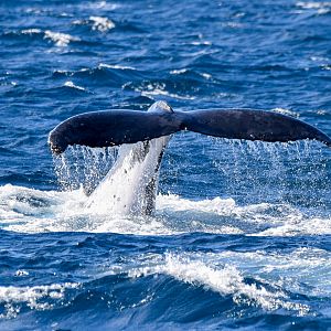 Humpback Whale