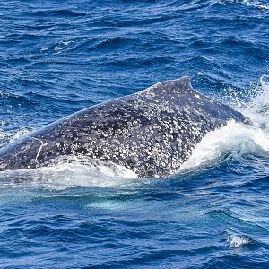 Humpback Whale