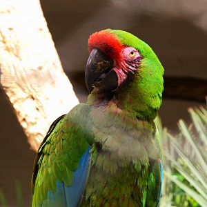 Mexican Military Macaw (Ara militaris mexicana)